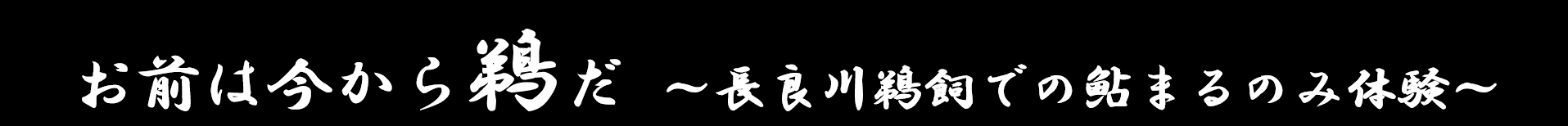 お前は今から鵜だ ~長良川鵜飼での鮎まるのみ体験~